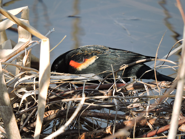 Red-winged Blackbird male