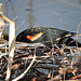 Red-winged Blackbird male