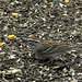 Chipping Sparrow