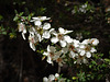 flowering bush