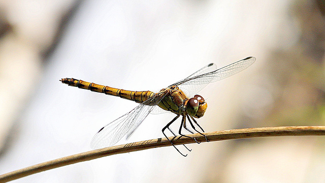 Sympetrum