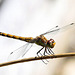 Sympetrum