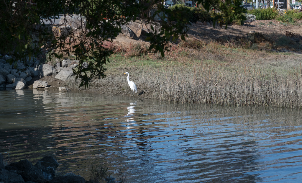 SFO Bayfront park / egret / breakfast (# 0567)