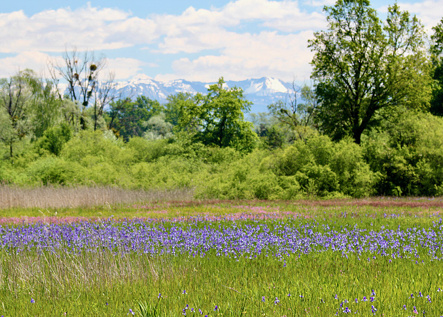 Irisblüte im Eriskircher Ried