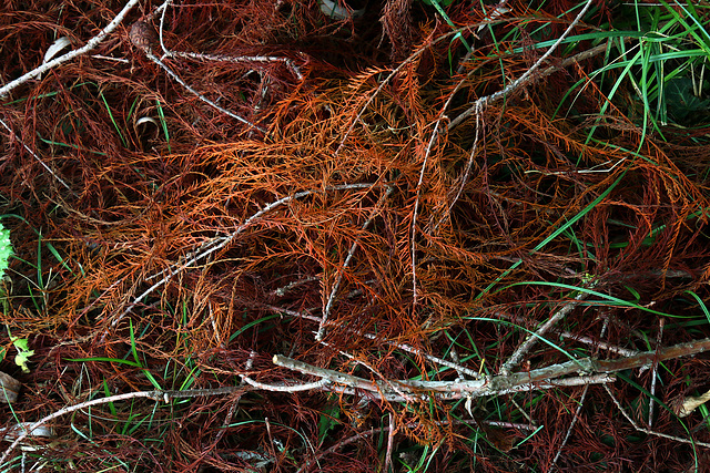 Paillage naturel au pied d'un conifère ..