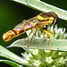 20230719 2628CPw [D~LIP] Flachblättriger Mannstreu (Eryngium planum), Langbauchschwebfliege (Sphaerophoria scripta) [w], Bad Salzuflen
