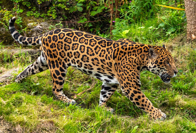 Jaguar