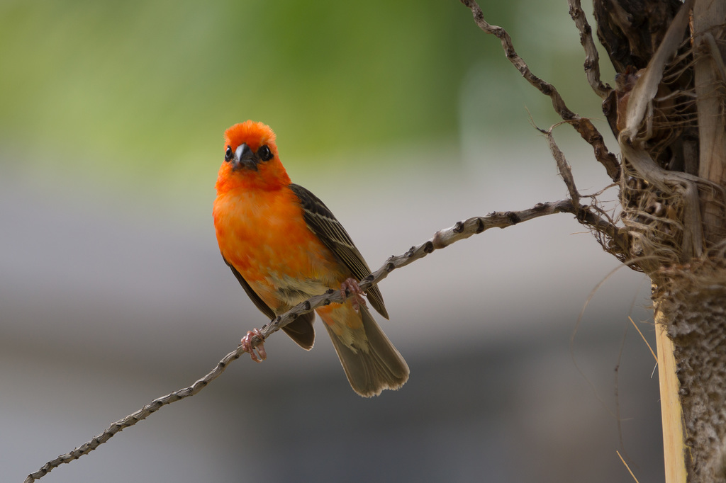 Mauritius Vogel DSC08568