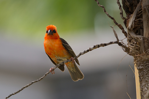 Mauritius Vogel DSC08568