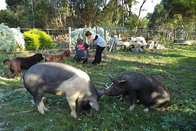 piggies enjoying the new paddock