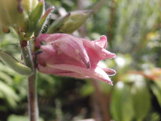 Pink aqualegia bud