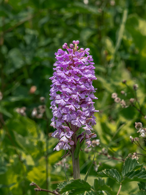 Platanthera psycodes (Small Purple Fringed orchid)