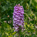 Platanthera psycodes (Small Purple Fringed orchid)