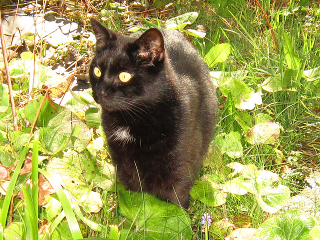 Pippin exploring the garden