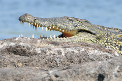 Crocodile - Chobe river