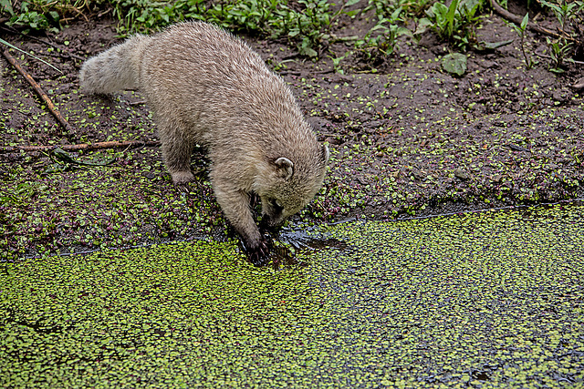 20160812 2141VRAw [D~ST]  Südamerikanischer Nasenbär (Nasua nasua), Zoo Rheine