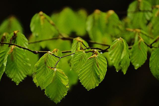 Fagus Fagus