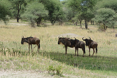 Tarangire, A Small Herd of Wildebeest