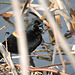 Red-winged Blackbird male