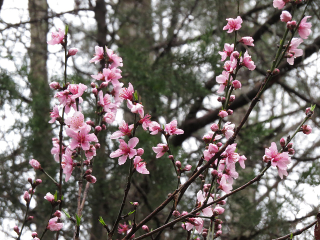 Nectarine flowers