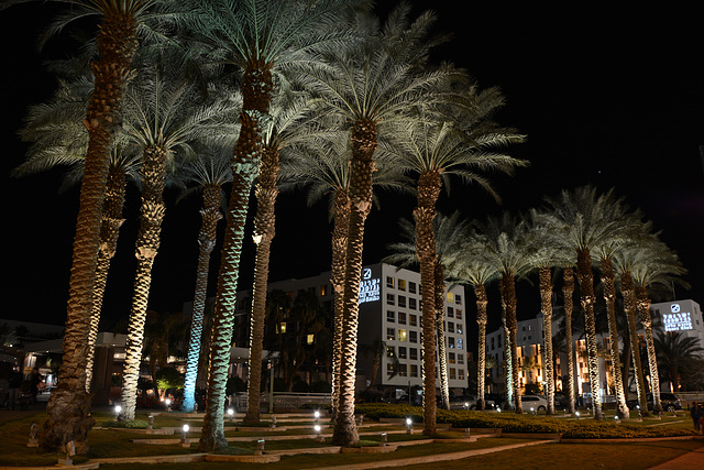 Israel, Eilat, Palm Grove at Night