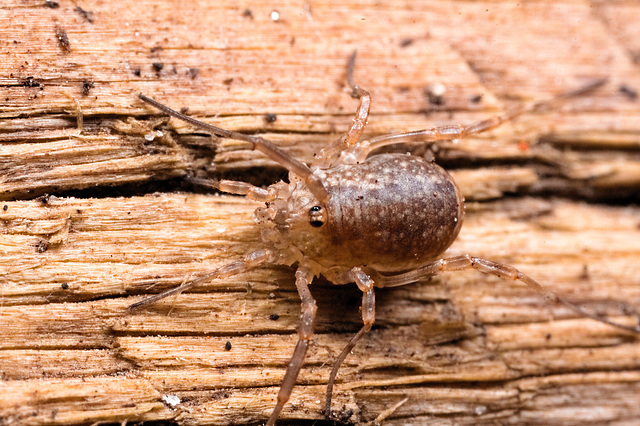 IMG 8626 Harvestman