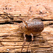 IMG 8626 Harvestman