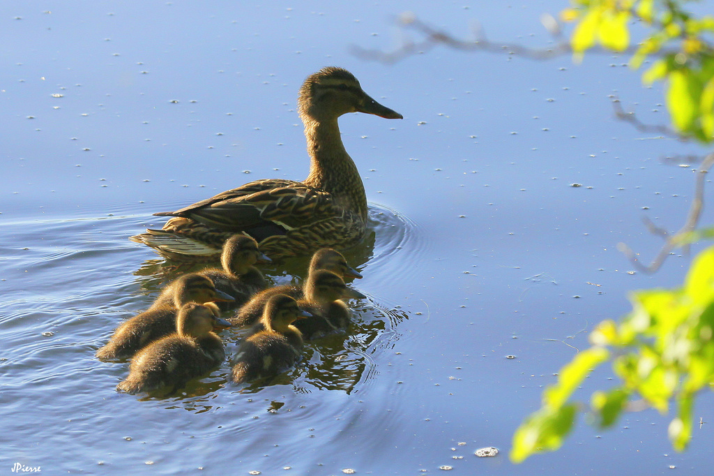Nouvelle famille