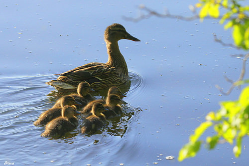 Nouvelle famille