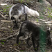 20210729 2190CPw [D~OS] Polarfuchs, Zoo Osnabrück