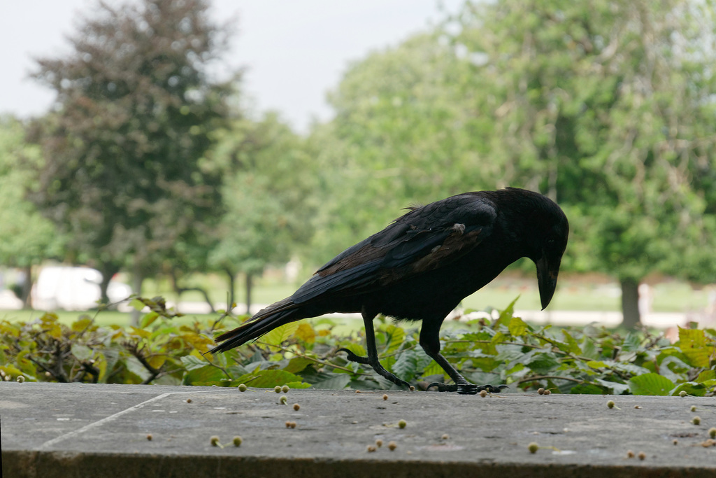 Corneille au jardin des Tuileries