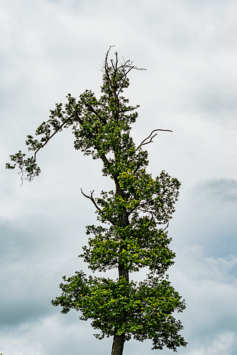20240630_Elbingerode Rübeland Rappbodetalsperre