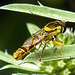 20230719 2630CPw [D~LIP] Flachblättriger Mannstreu (Eryngium planum), Langbauchschwebfliege (Sphaerophoria scripta) [w], Bad Salzuflen