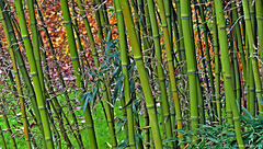 Phyllostachys poprinqua...