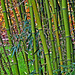 Phyllostachys poprinqua...