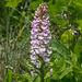 Platanthera psycodes (Small Purple Fringed orchid)