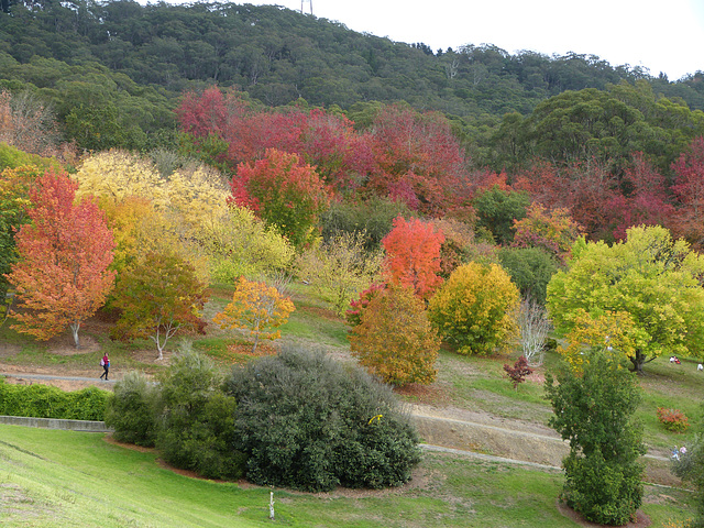 Botanical gardens Mount Lofty