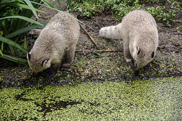 20160812 2142VRAw [D~ST] Südamerikanischer Nasenbär (Nasua nasua), Zoo Rheine