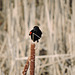 Red-winged Blackbird male