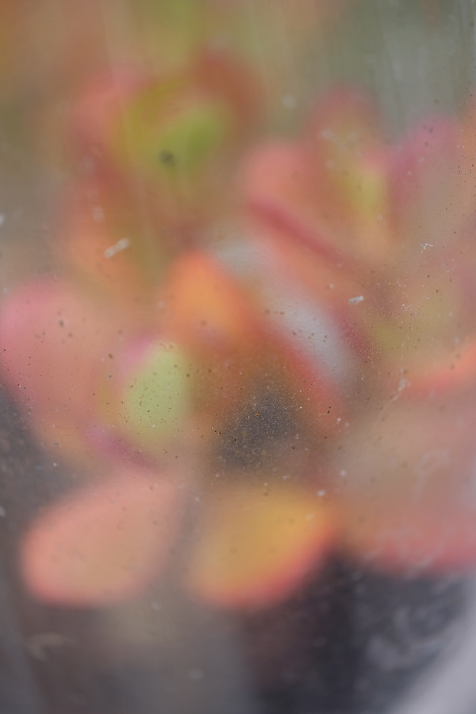 DSCF5954