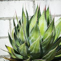 Agave Mexicana