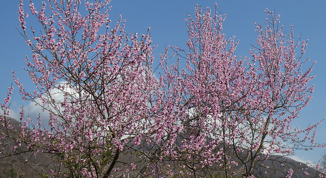 Fiori di pesco .Primavera