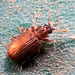 IMG 8658 Beetle