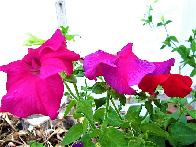 The mixed petunias in my back porch