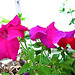 The mixed petunias in my back porch