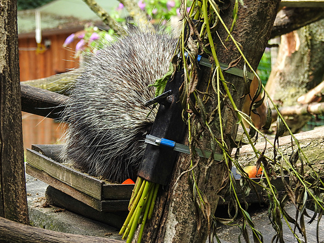 20210729 2193CPw [D~OS] Baumstachler, Zoo Osnabrück