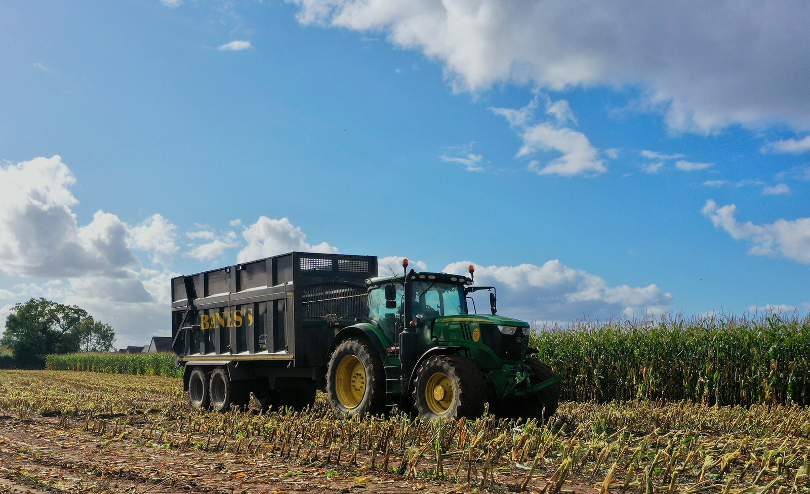 Maize harvest time