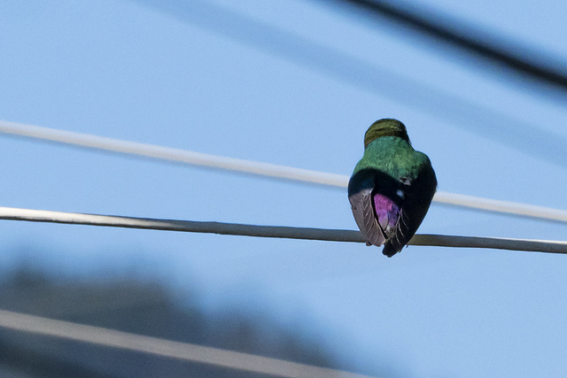 Violet-Green Swallow