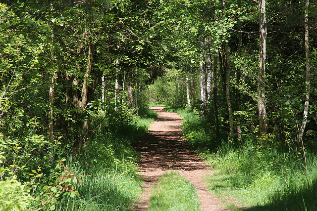 Wanderweg durch das Häcklerweiher Moor