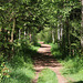 Wanderweg durch das Häcklerweiher Moor